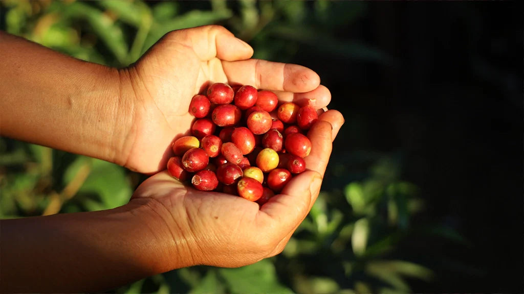 Discovering the Remotest Coffee in India: A Story of Passion, Perseverance and Partnership