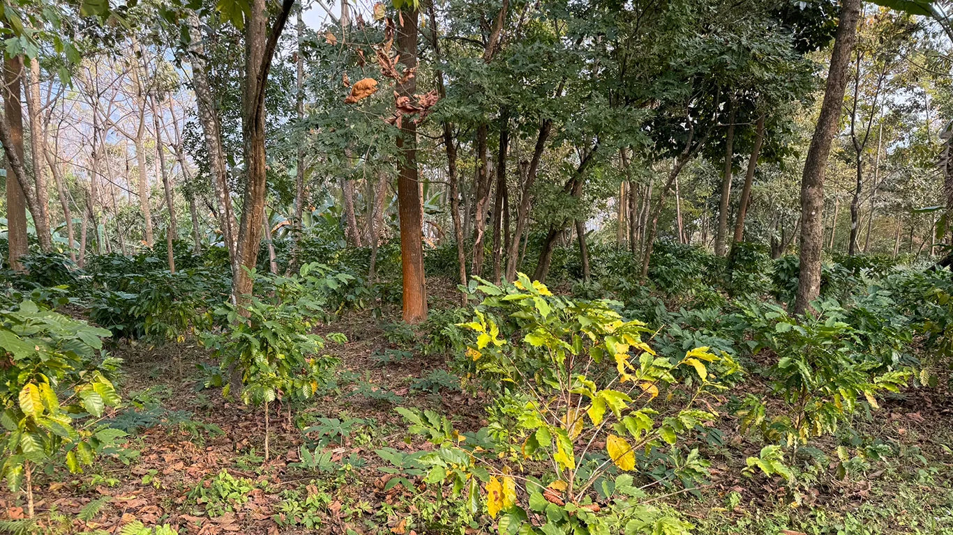 The Benefits of Shade-Grown Coffee in Northeast India