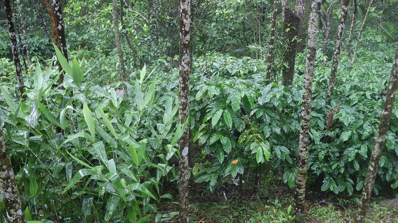 Northeast India Coffee Estate