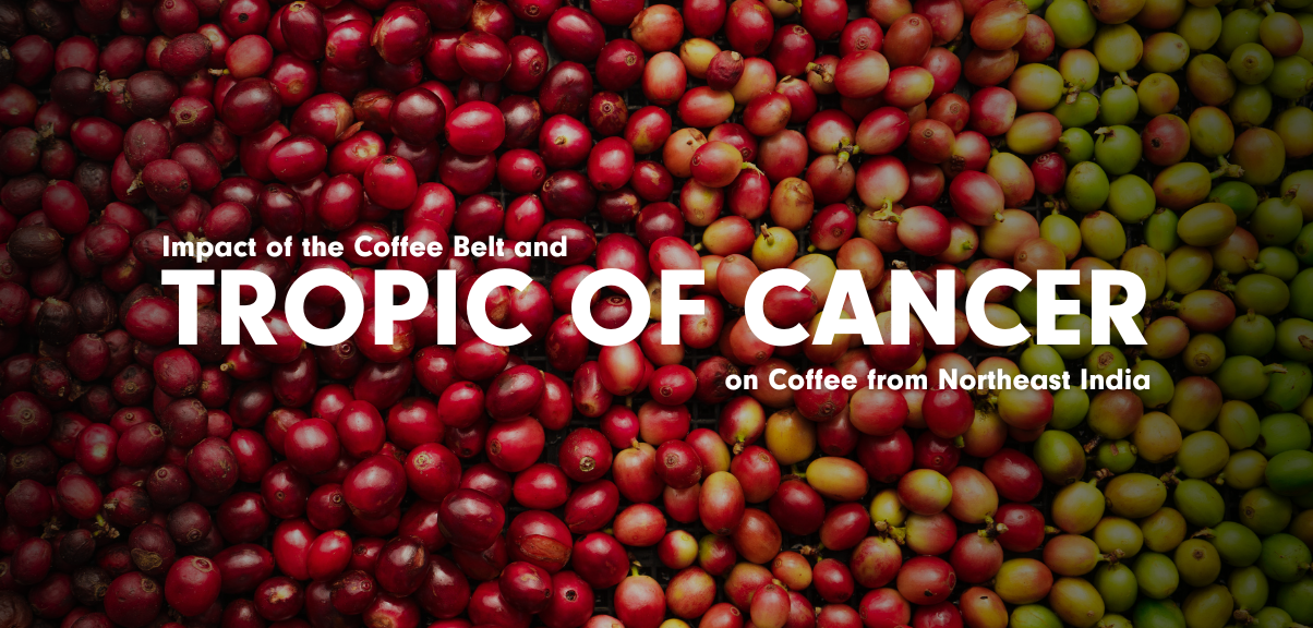 Impact of the Coffee Belt and Tropic of Cancer on Coffee from Northeast India