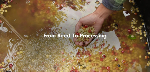 Kevin’s Journey Through Coffee Training in Diphu: From Seed to Processing