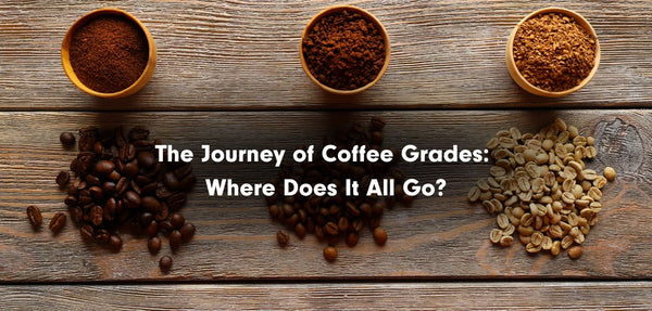 The Journey of Coffee Grades: Where Does It All Go?