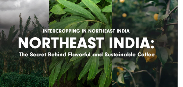 Intercropping in Northeast India: The Secret Behind Flavorful and Sustainable Coffee