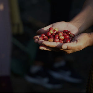 7000 Steps Coffee : Sourcing Trip to Assam's Coffee Growing Villages