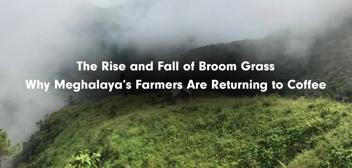 The Rise and Fall of Broom Grass: Why Meghalaya’s Farmers Are Returning to Coffee 2025