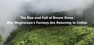 The Rise and Fall of Broom Grass: Why Meghalaya’s Farmers Are Returning to Coffee 2025