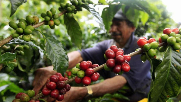 Which is better? Single Origin Coffee vs Coffee Blends