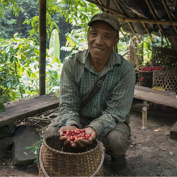Assam Coffee Grower 7000 Steps 