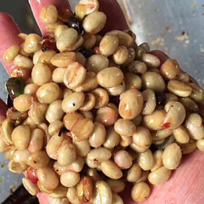 Naga Honey Processed Coffee
