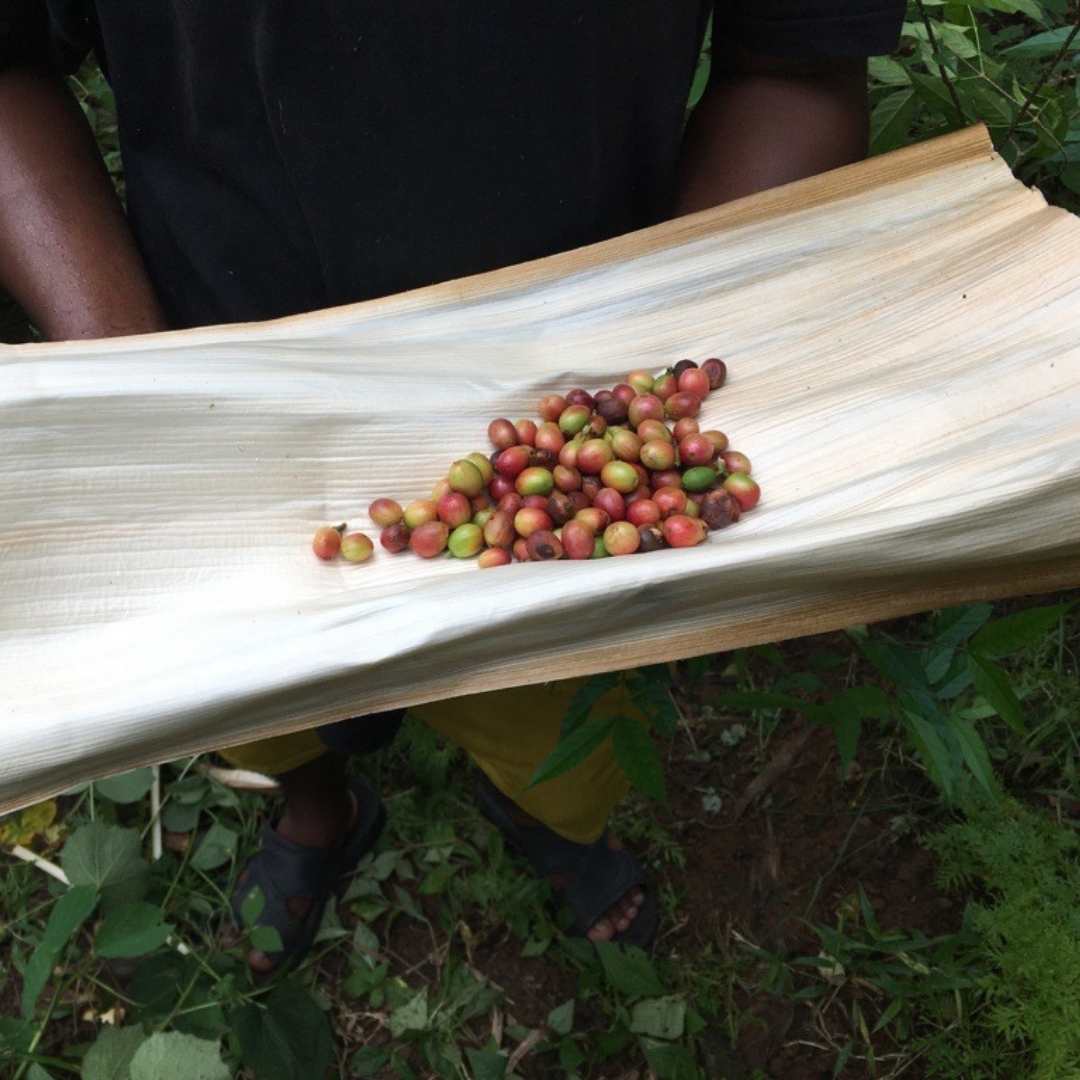 Coffee Cherry in a coffee plantation In Northeast India