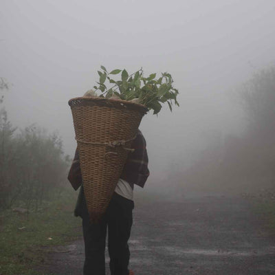 A farner from Meghalya Carrying Coffee Plants in A Khoh or Carrying Basket In Meghalaya India